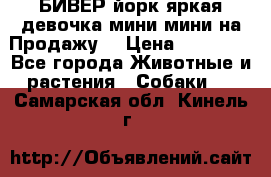 БИВЕР йорк яркая девочка мини мини на Продажу! › Цена ­ 45 000 - Все города Животные и растения » Собаки   . Самарская обл.,Кинель г.